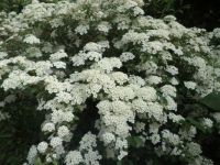 Bridals' Wreath Bush  White