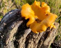 A chanterelle in the forest