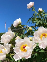 Glorious Peonies