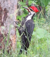 Pileated Woodpecker: male on red pine