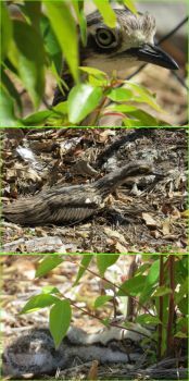 Stone Curlew family...