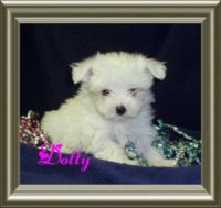Dotty