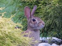 Wabbit Season.