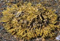 Seaweed - Loch Linnhe, Scotland - are there any wee crabs ?