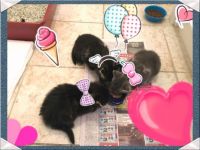 The Three (3) Little Kittens from the Rescue on July 4, 2016