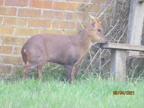 A morning visit from the Muntjac Deer