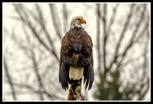 Soggy Day - the Bald Eagle seemed to be enjoying the rain