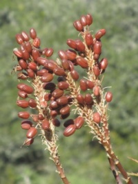 Aloe seed pod