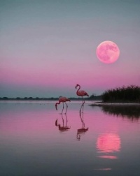 Pink Flamingos