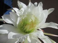 Cereus-- Night blooming cactus about to close