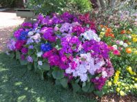 Spring flowers
