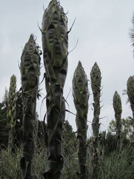 Cactus, not asparagas