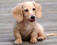 Our newest puppy named Angel.  Cream Miniature Dachshund.