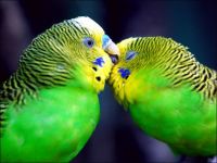 Parrots_in_love_1024 x 768