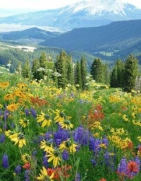 Mountain Spring Flowers