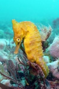 seahorse