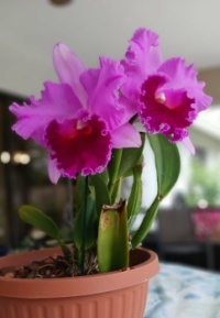 Pat's Orchids 2