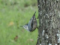 Nuthatch