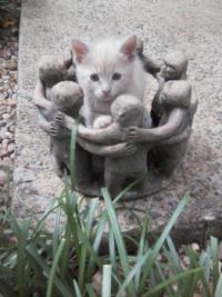 Circle of Friends Kitten