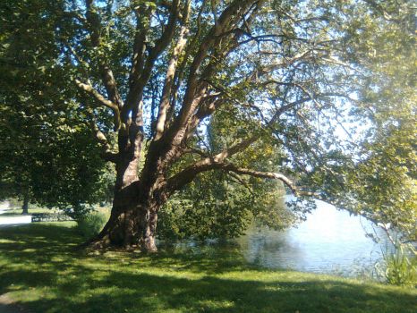 Baum am See