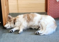 Mabel at 2pm on Tuesday