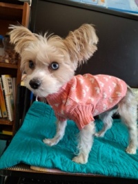 Sporting a new sweater