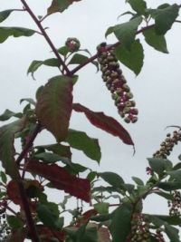 Strange flower or fruit