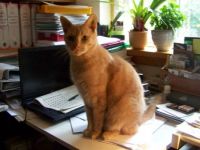Another day at the office, says the bright cat Madsen