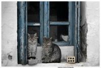 cats!