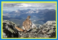 White tailed Ptarmigan
