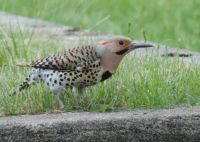 Yellow-shafted male Northern Flicker