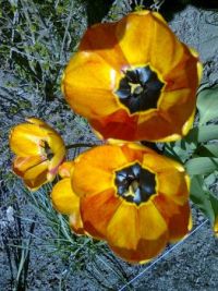 Tulipaner