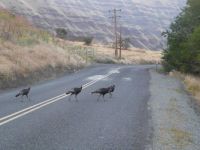 Turkeys Crossing the Road