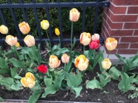 More Tulips in Holland, Michigan