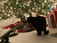 Purr-fect Christmas Kitties