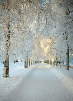 Snowy Lane