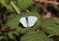 Small Cabage white - Pieris rapae (klein koolwitje)