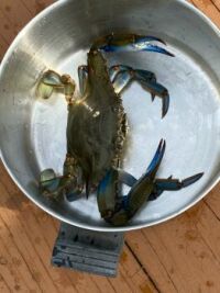 Jersey Blue Claw Crab