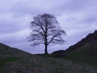 Tree at Hadrian's Wall used in the Movie 'Robin Hood Prince of Thieves'