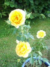 Rebloomed: Susanna's yellow rose