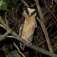 Buff fronted Owl (Aegolius harrisii)