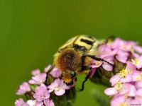 Bee bettle