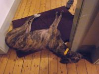 greyhound as a door stop