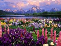 mountain-flowers