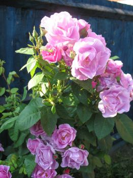 My rose bush in flower
