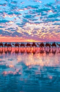 Cable of Camels on the beach at Sunset...