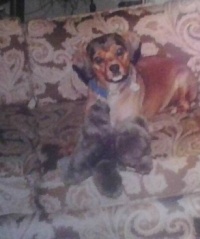 IMG_20220614_12/83, Desi as a puppy.