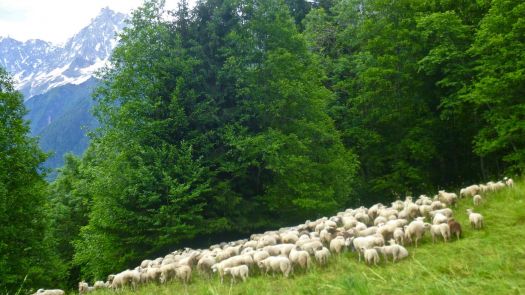 Sheep above Les Houches