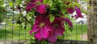 Pink Clematis