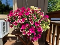 Hanging flowers